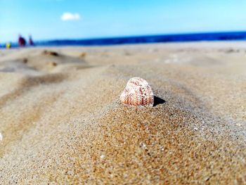 Close-up of seashell on sand at beach