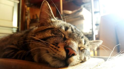 Close-up of cat sleeping at home