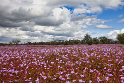 Scenic view of pink flowering plants on field against sky