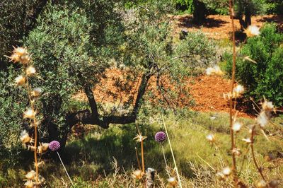 Plants growing on field