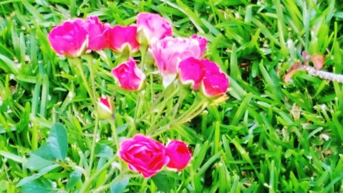 Close-up of pink flowers blooming on field