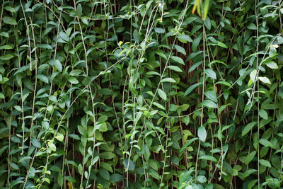 Full frame shot of bamboo plants