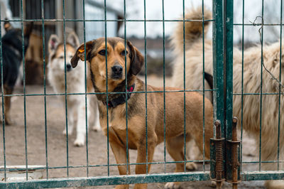 Dog in animal shelter waiting for adoption. dog behind the fences. canine behind bars. 