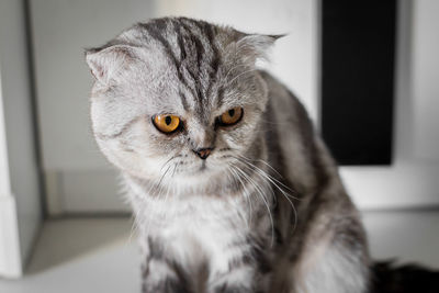 Close-up portrait of a cat at home