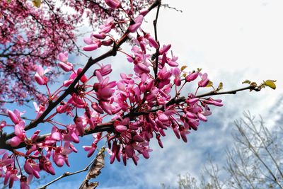 Low angle view of cherry blossoms in spring