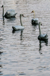 Swans swimming in lake