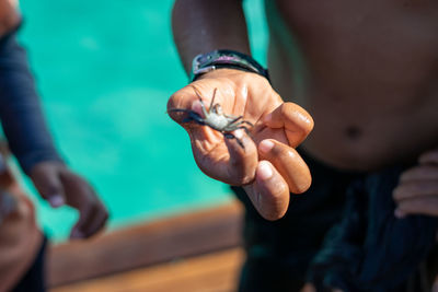 Child hand holding baby crab in hand.