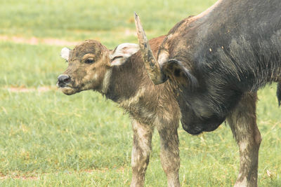 A baby buffalo