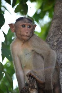 Portrait of monkey sitting on tree