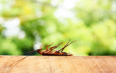 Dead cockroaches on a blurred background