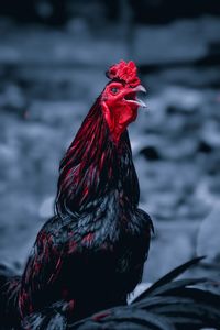 Close-up of a bird against blurred background