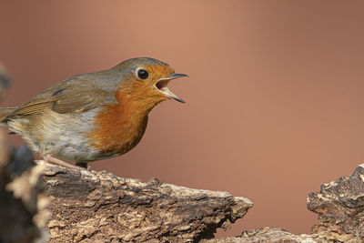 Close-up of a bird