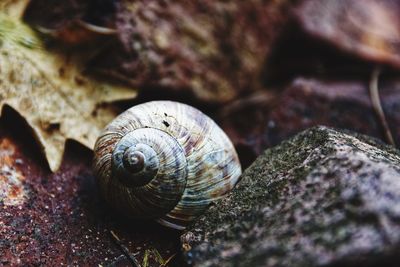 Close-up of snail on rock