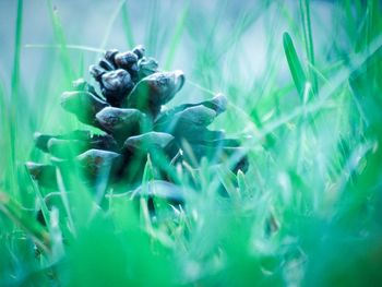 Close-up of crab on grass