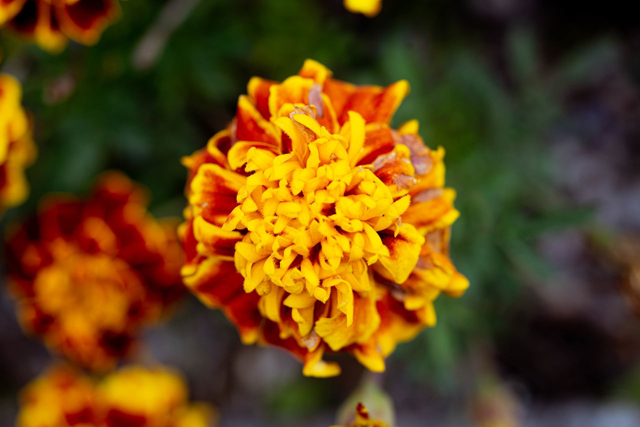 CLOSE-UP OF YELLOW FLOWER