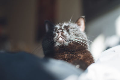 Black cat with closed eyes sunbathes indoors on bed. close-up portrait