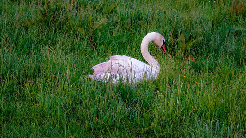 White swan in a field