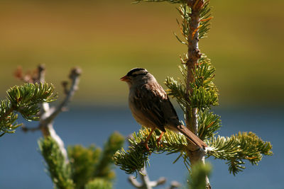 Close-up of bird perching on tree