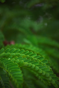 Close-up of fern leaf