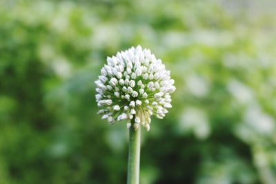 Close-up of white flowering plant