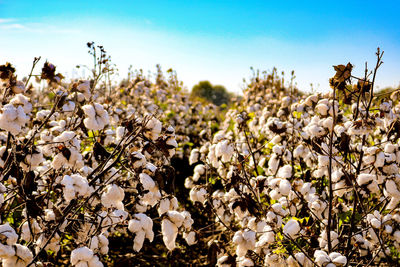 Close-up of white flowering plants on field