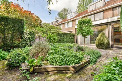 Plants growing outside house