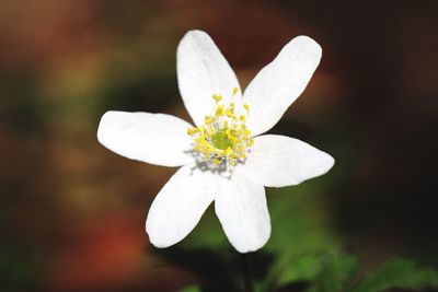 Close-up of white flowering plant