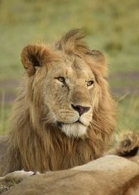 Close up portrait of lion with his his mate laying in grassland