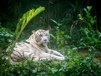 Tiger relaxing on plants