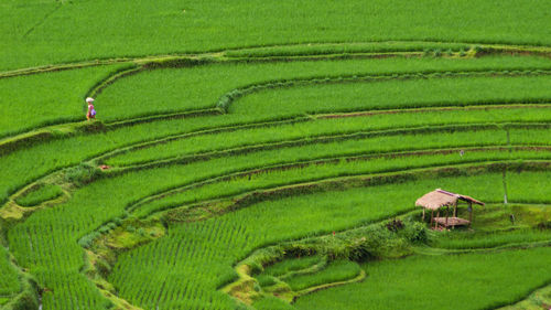 Scenic view of rice paddy