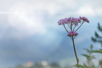 Close-up of pink flowering plant against sky