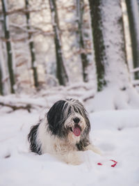 Dog in snow