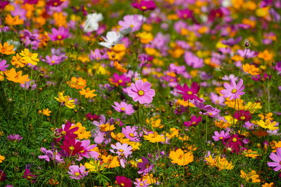Close-up of purple flowering plants on field