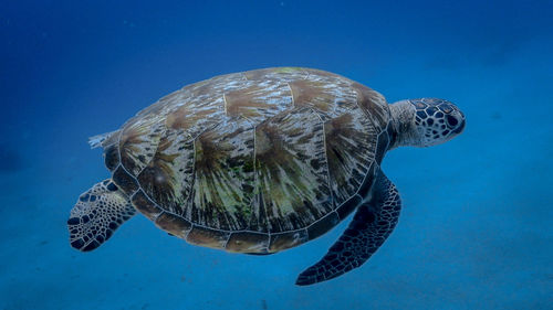 Turtle swimming in sea