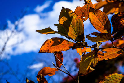 Close-up of dried autumn leaves against sky