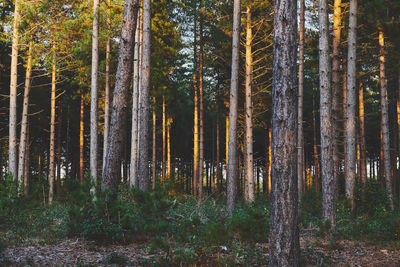 View of trees in forest