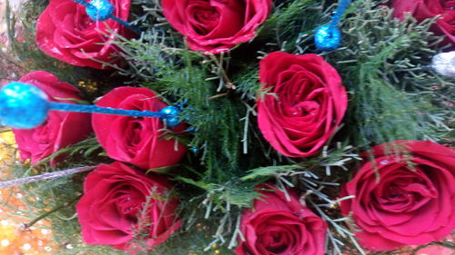 Close-up of pink rose