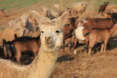 Portrait of a sheep on field