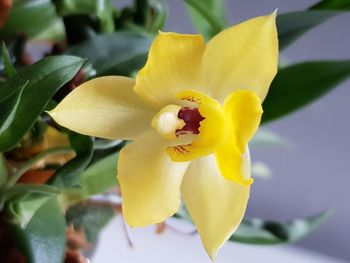 Close-up of yellow flowering plant