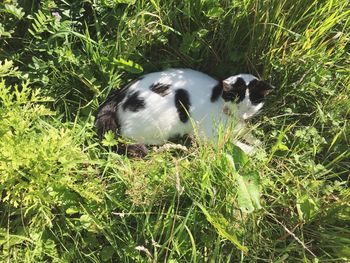 Close-up of dog on grass