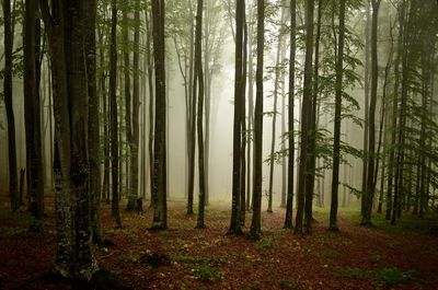 Pine trees in forest