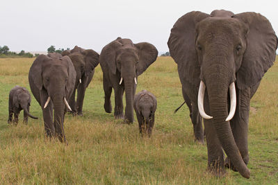 The african bush elephant