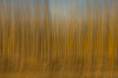 Full frame shot of yellow abstract background