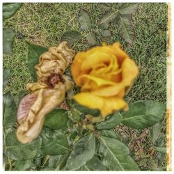 Close-up of yellow flower