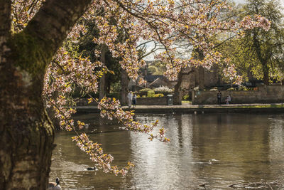 Scenic view of lake by trees in park