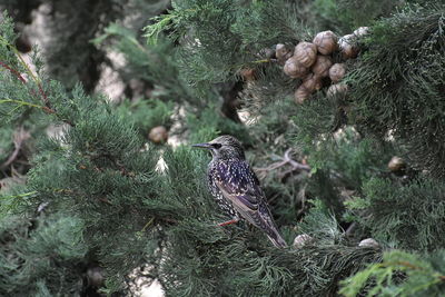 View of starling bird perching on tree