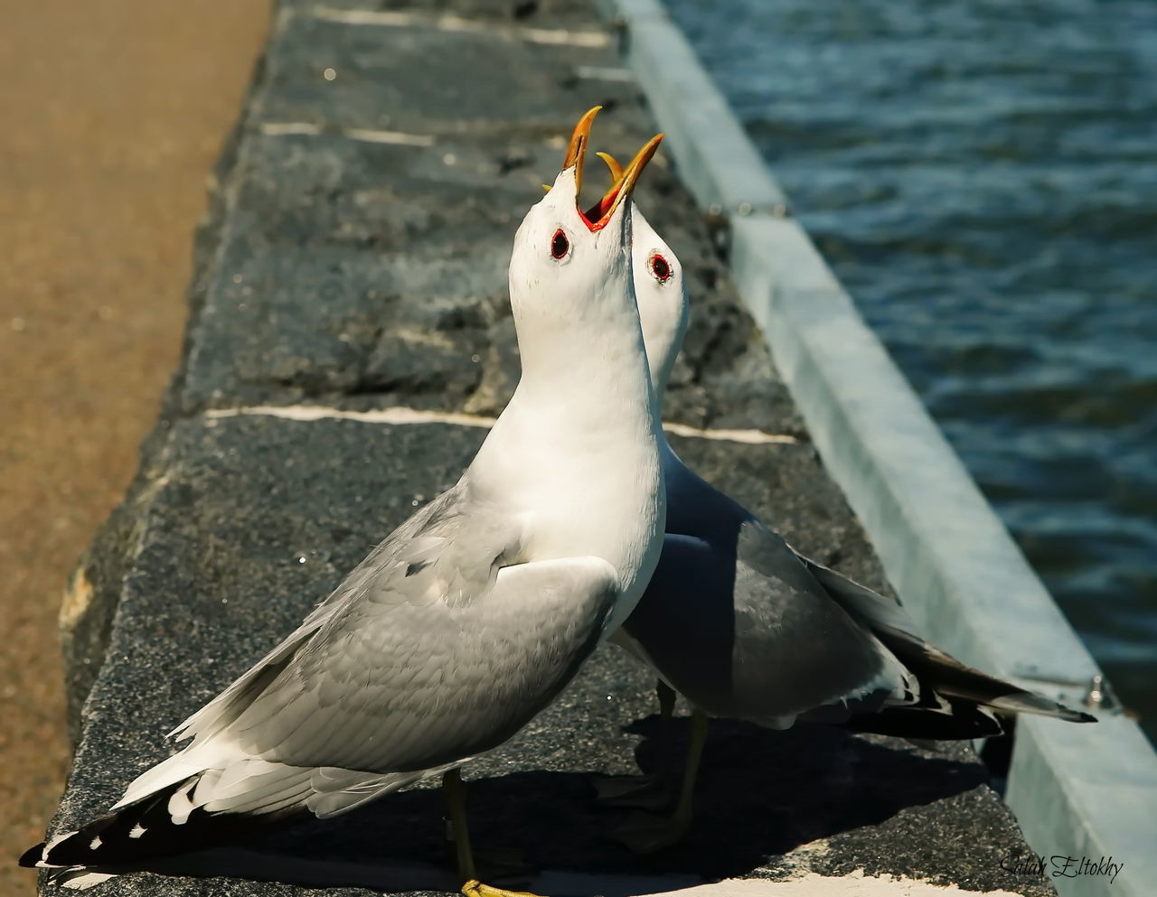 CLOSE-UP OF BIRD PERCHING