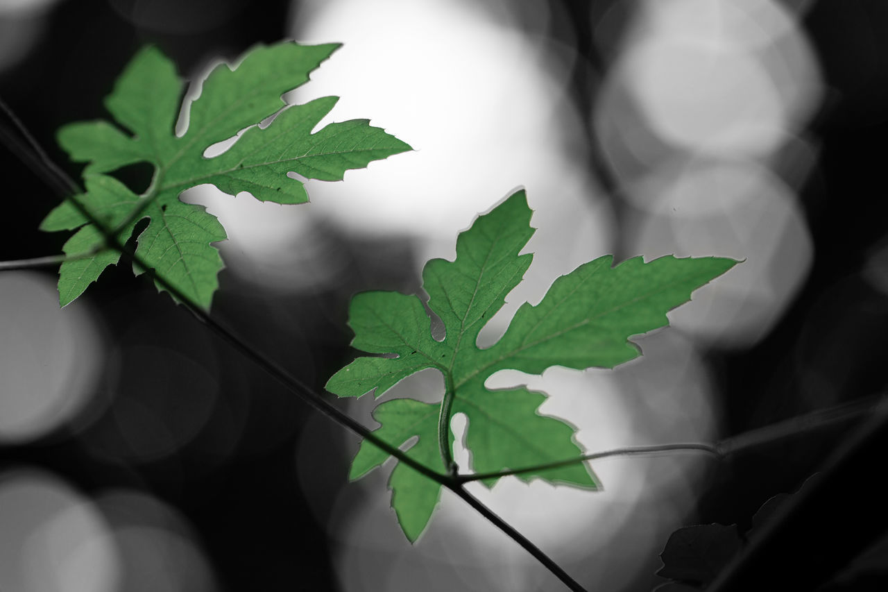 CLOSE-UP OF PLANT LEAVES