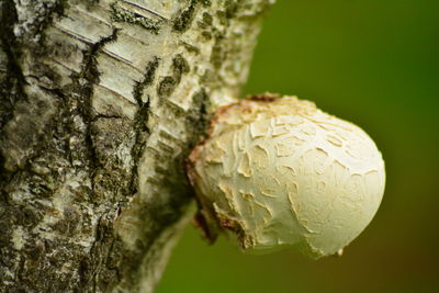 Close-up of tree trunk