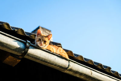 Low angle view of cat on roof against clear sky